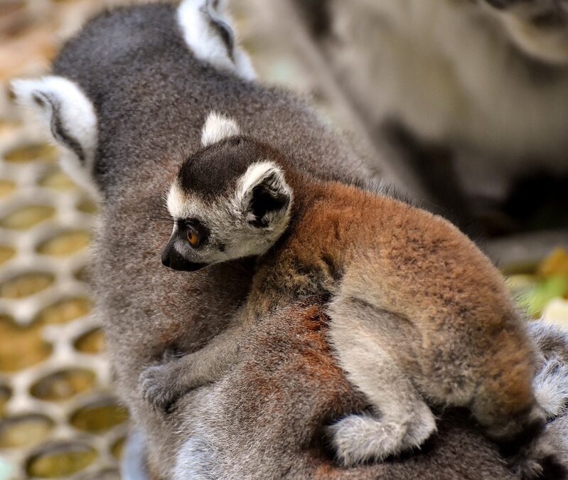 Madagascar 15 giorni